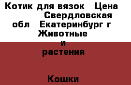 Котик для вязок › Цена ­ 3 000 - Свердловская обл., Екатеринбург г. Животные и растения » Кошки   